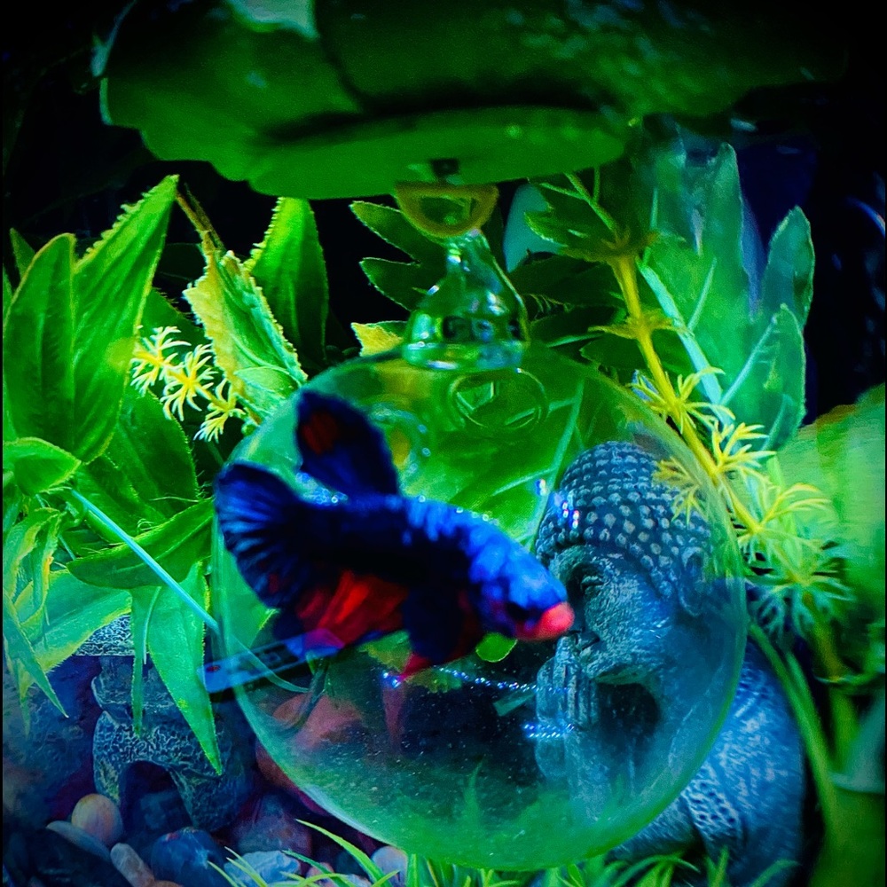 🔥Betta fish feeding house. No more messy tanks. - Picture 12 of 17